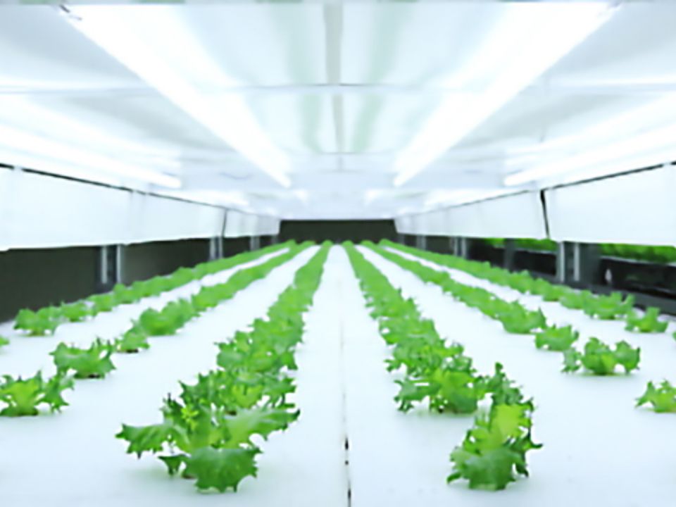 植物工場での育成風景